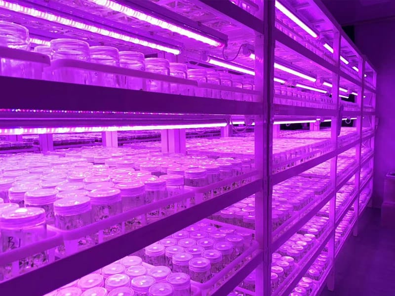 插扣式小黄片软件大全架
