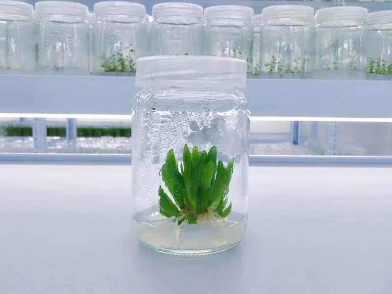 小黄片软件大全瓶