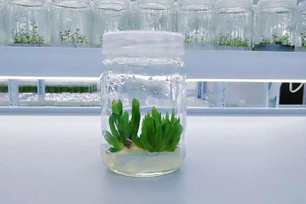 植物小黄片软件大全