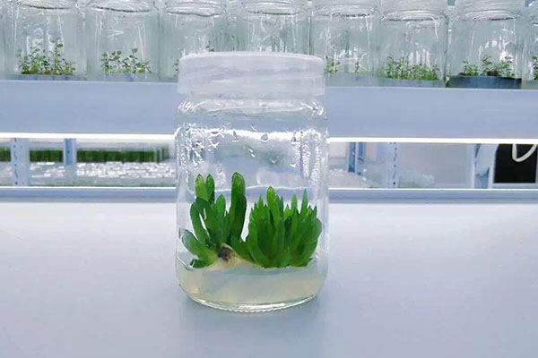 植物小黄片软件大全