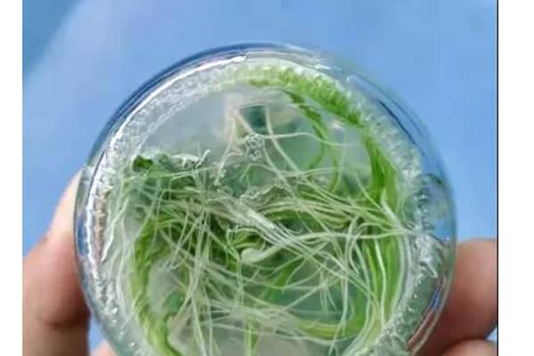 小黄片软件大全室