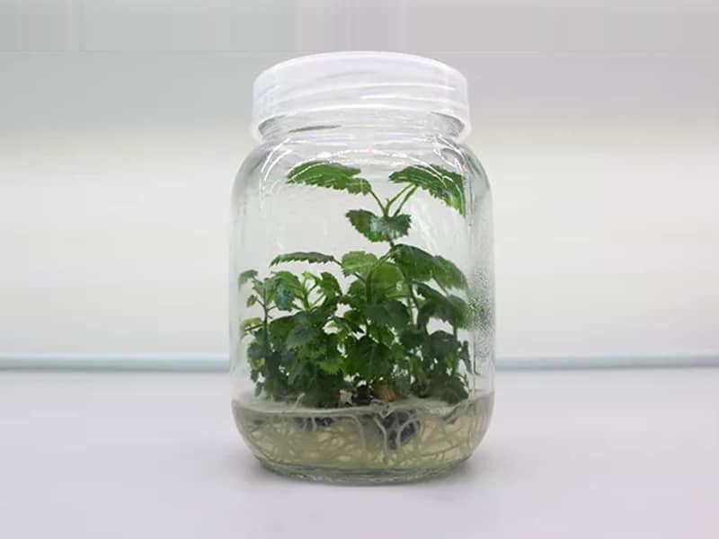 小黄片软件大全  小黄片软件大全瓶