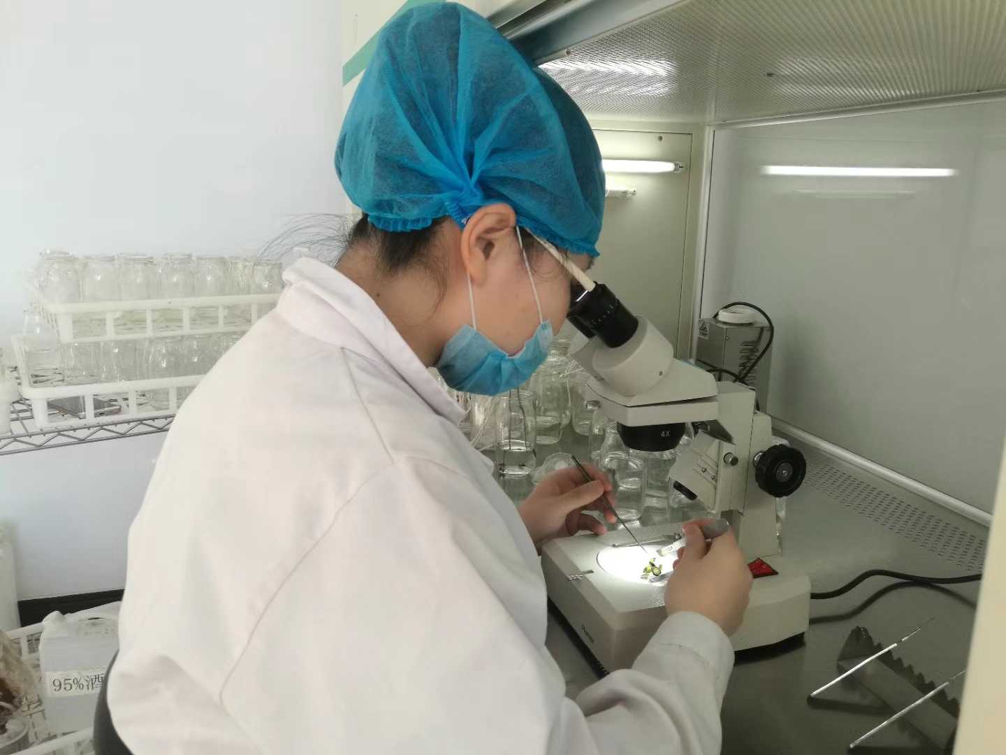 小黄片软件大全苗，小黄片软件大全，組織培養