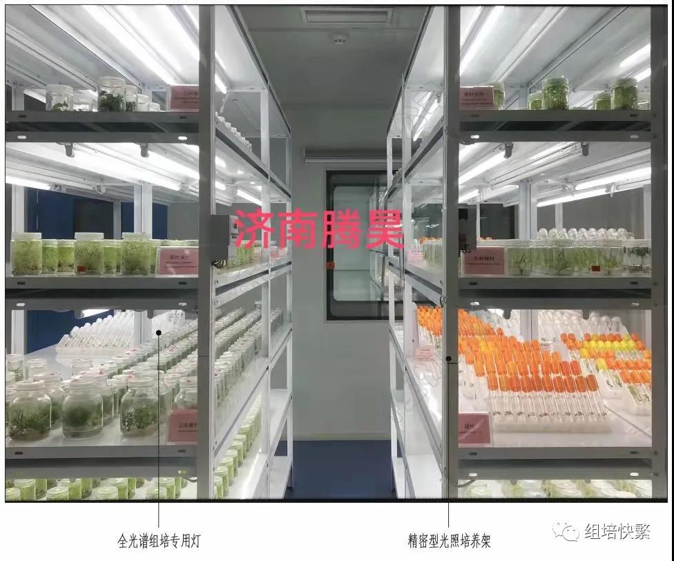 組織培養，小黄片软件大全架，小黄片软件大全疑問